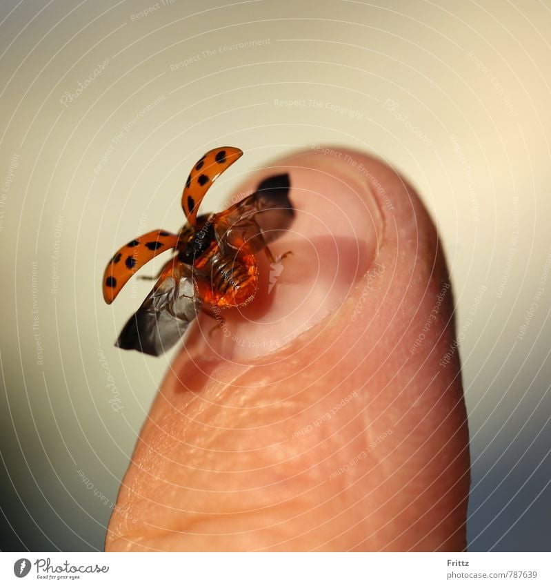 ... fly ladybug fly ... Fingers Fingernail Animal Beetle Wing Ladybird Polyphaga cucujoidea 1 Flying Brown Gray Orange Red Black hemispherical beetle