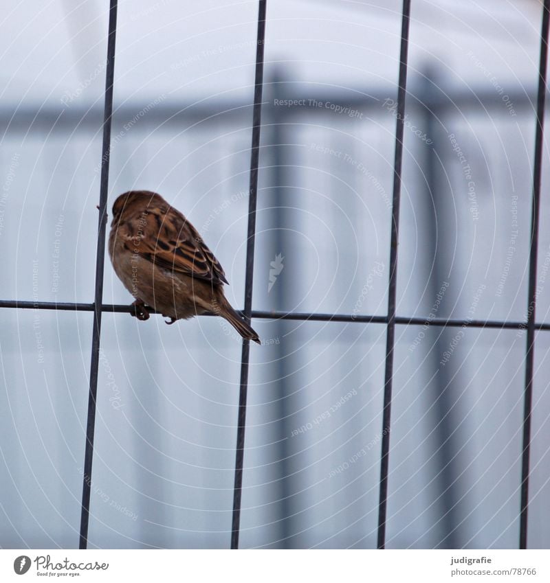 Dresden Sparrow Feather Hoarding Fence Bird Light Small Animal Brown Calm Ornithology Living thing Grief Traffic infrastructure Sit Shadow Sadness passeridae