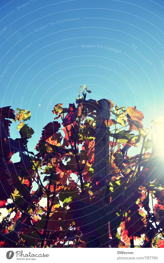 vineyard Wine Environment Nature Plant Sky Beautiful weather Bushes Field To enjoy Illuminate Natural Blue Red Happiness Contentment Spring fever Anticipation