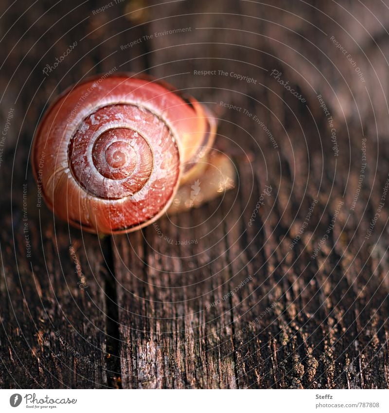 snail shell texture