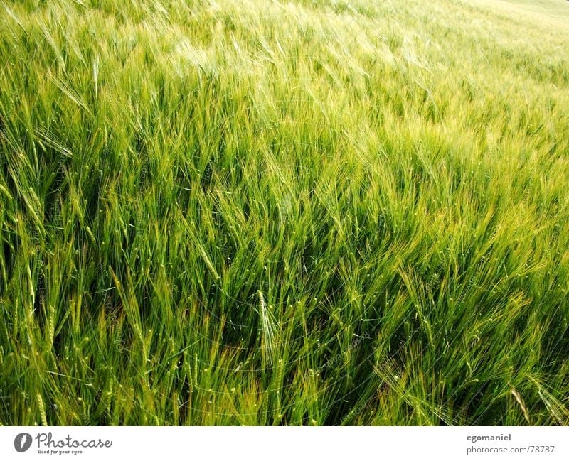 Grain in the wind Rye Wheat Barley Spring Field Agriculture Growth Exterior shot Plant Green Meadow Food Extend grow Wind Harvest Nature
