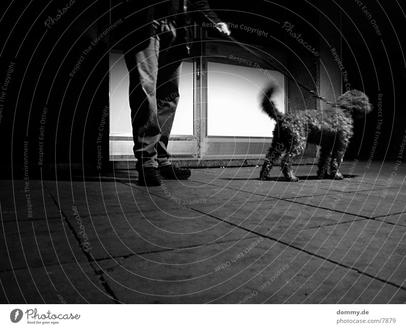 *Hunting dog* Dog Long exposure Transport Black & white photo Curl Calm kaz