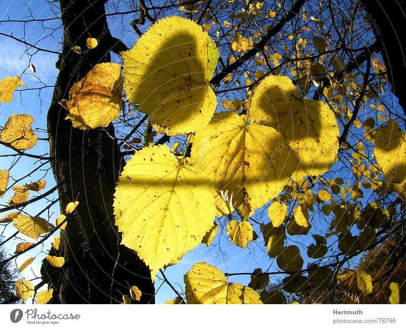 gold leaf Autumn leaves Lime leaf Bright Garden Park foliage before blue sky last sheets foliage against the light yellow leaves