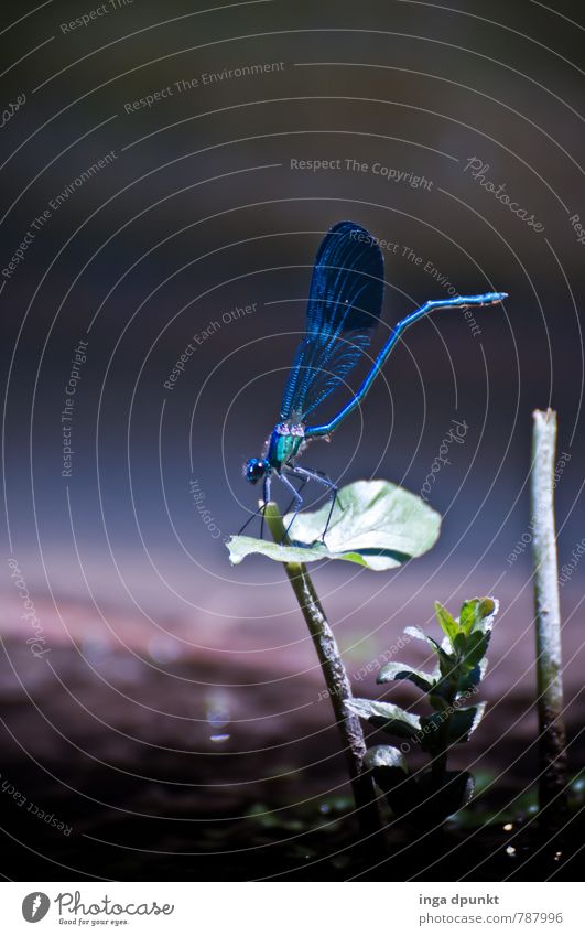 Today in the spotlight Environment Nature Landscape Animal Elements Water Summer Beautiful weather Plant Pond Lake Brook River Wild animal Dragonfly Insect