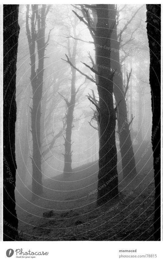 the first Forest Fog Clouds Tree Grief Calm Beautiful Loneliness Search Longing Empty Sadness Far-off places