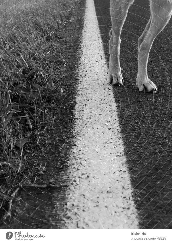 Blonde Beauty Go off Grass Roadside Line Dog Paw Mammal on the socks Legs Lanes & trails Nature Street Detail Parts of body Black & white photo Feet