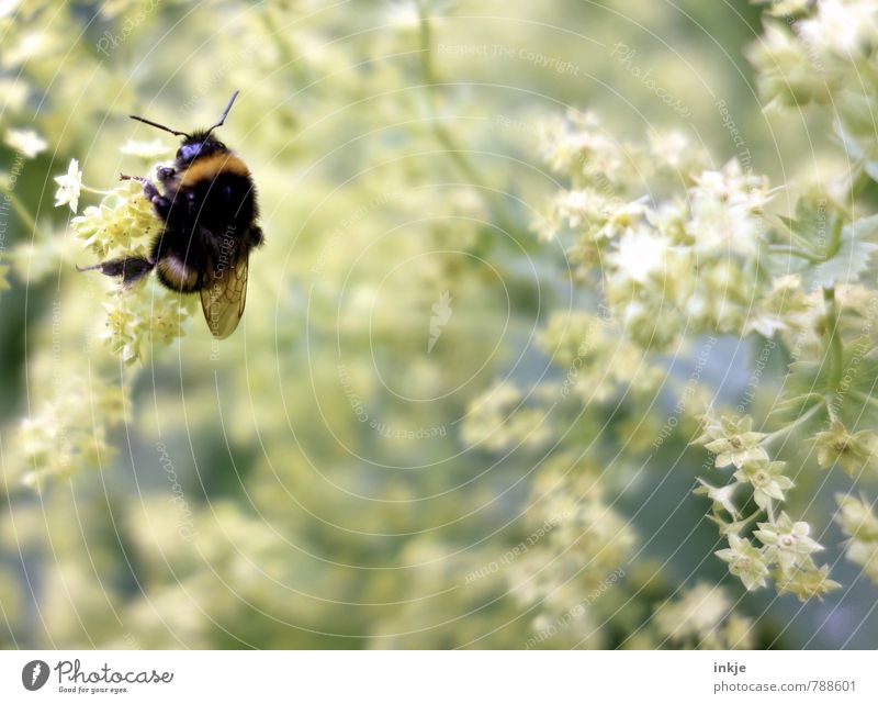 Bumblebee. Bumblebee. Nature Plant Animal Spring Summer Flower Blossom Alchemilla vulgaris Garden Park Wild animal Bumble bee 1 Hang Crouch Natural Emotions
