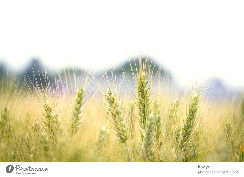 barley field Agriculture Forestry Nature Beautiful weather Agricultural crop Barleyfield Barley ear Field Esthetic Bright Near Natural Warmth Sustainability