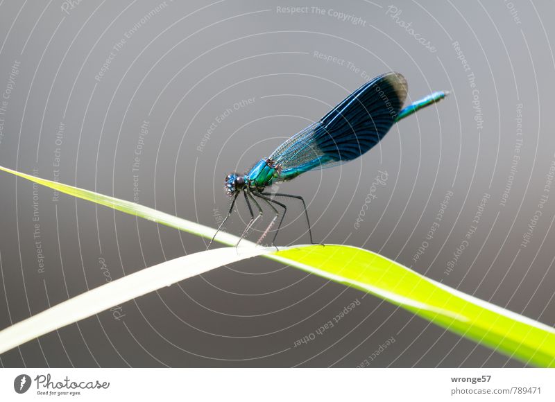 Exposed location Animal Summer Leaf Common Reed River bank Small Blue Green Insect Dragonfly Macro (Extreme close-up) Close-up Resting place Observe