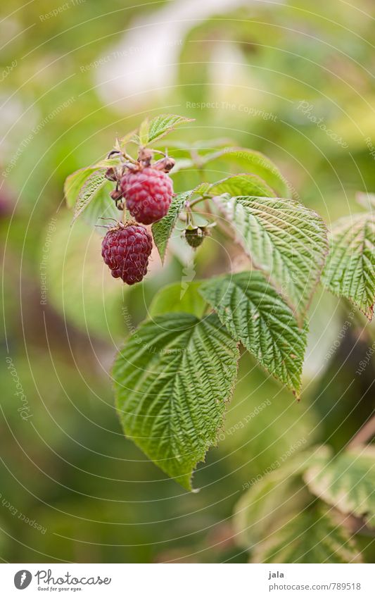 raspberries Food Fruit Raspberry Nutrition Organic produce Vegetarian diet Nature Plant Summer Agricultural crop Garden Fresh Healthy Small Delicious Natural