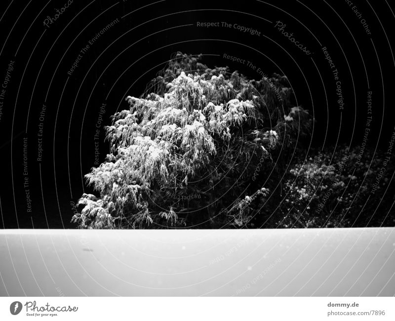 cold winter Tree Winter Table Black White Snow Black & white photo kaz