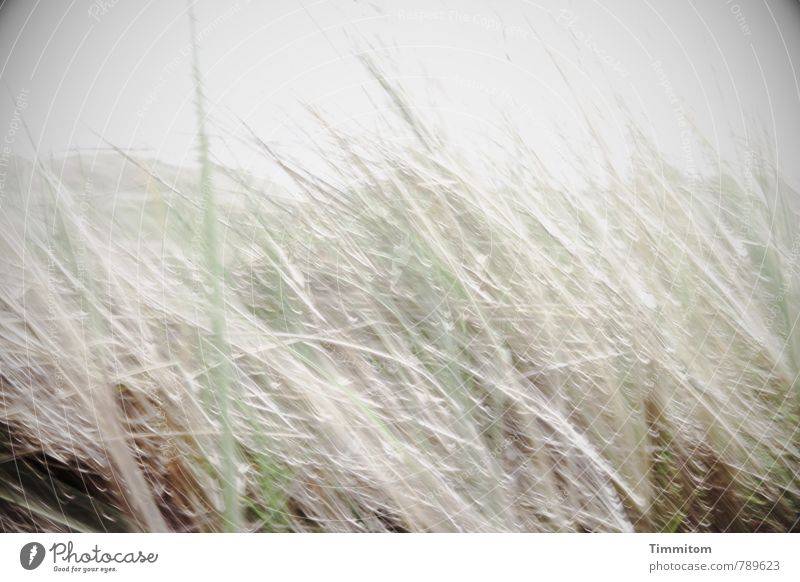 windy... Vacation & Travel Environment Nature Plant Bad weather Denmark Movement Simple Bright Gray Green Emotions Moody Wind Colour photo Subdued colour