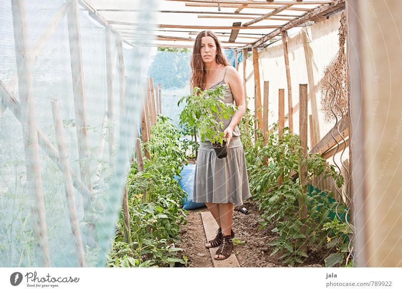 tomato house Work and employment Gardening Agriculture Forestry Human being Feminine Woman Adults 1 30 - 45 years Environment Nature Plant Summer