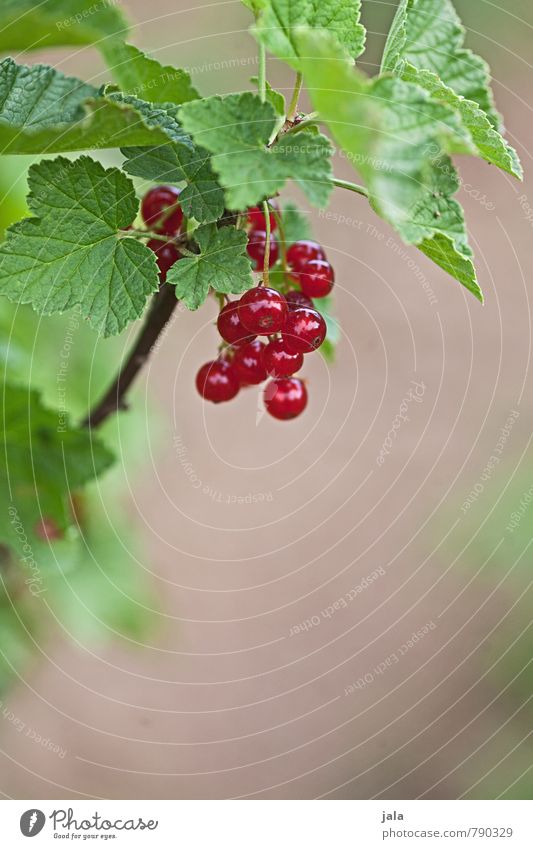 currants Food Fruit Redcurrant Organic produce Vegetarian diet Nature Plant Summer Agricultural crop Garden Fresh Healthy Delicious Natural Sour Sweet