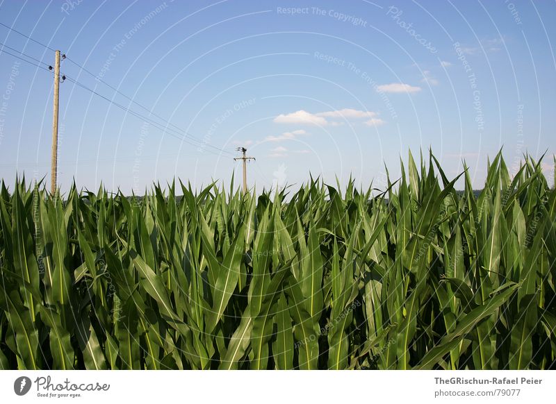 Windows_Standard wallpaper enabled Clouds Moody Green White Cumulus Winterthur Electricity Environment Summer Physics Hot Wire Popcorn Feed Sow fel Blue Sky