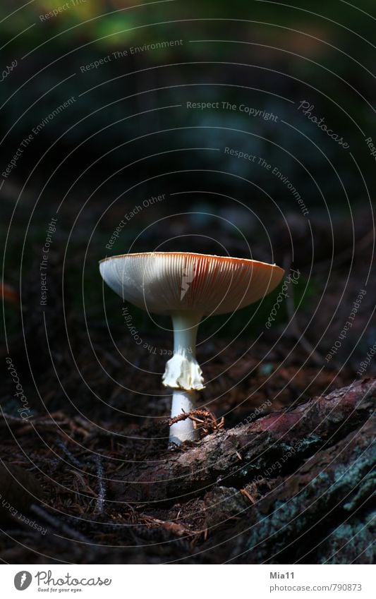Take me Nature Plant Forest Wood Mushroom Amanita mushroom Poison Lamella Stand Colour photo Exterior shot Close-up Deserted Copy Space top Neutral Background
