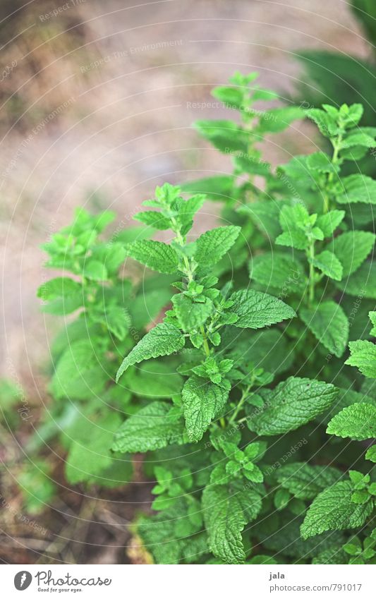 mint Food Herbs and spices Nutrition Organic produce Vegetarian diet Nature Plant Leaf Foliage plant Agricultural crop Mint Fresh Healthy Natural Colour photo