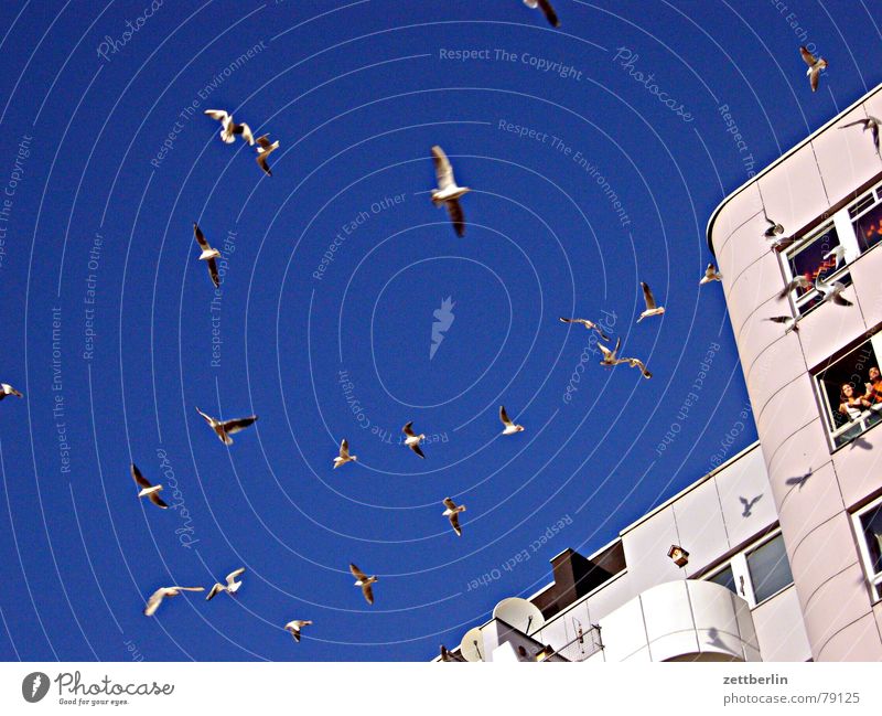 seagulls Seagull Feeding Loggia Worm's-eye view Town House (Residential Structure) High-rise Window Balcony Joy Bird mövenperspktive photographer's perspective