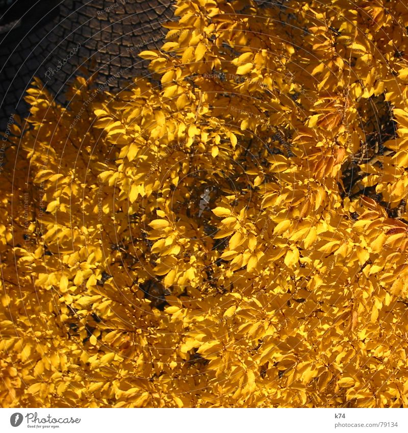 Fools Gold Leaf Bird's-eye view Yellow Tree Cobblestones Light Autumn October Transience Treetop Nature Orange Street