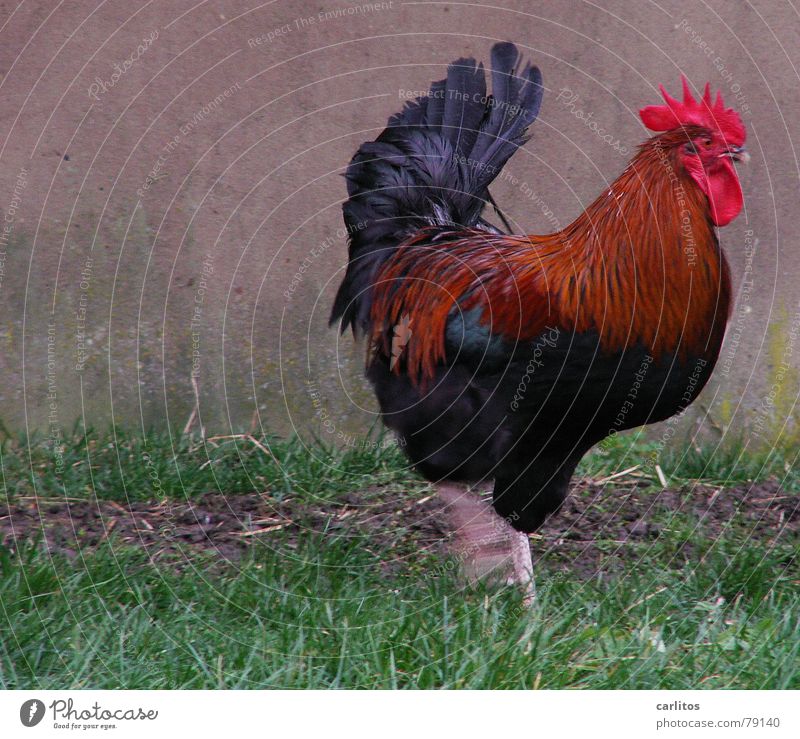 closing time Rooster Wake Barn fowl Farm Agriculture Ranch Grass Meadow Country life Bird grilled chicken Nature liven up half chicken short life beautiful life