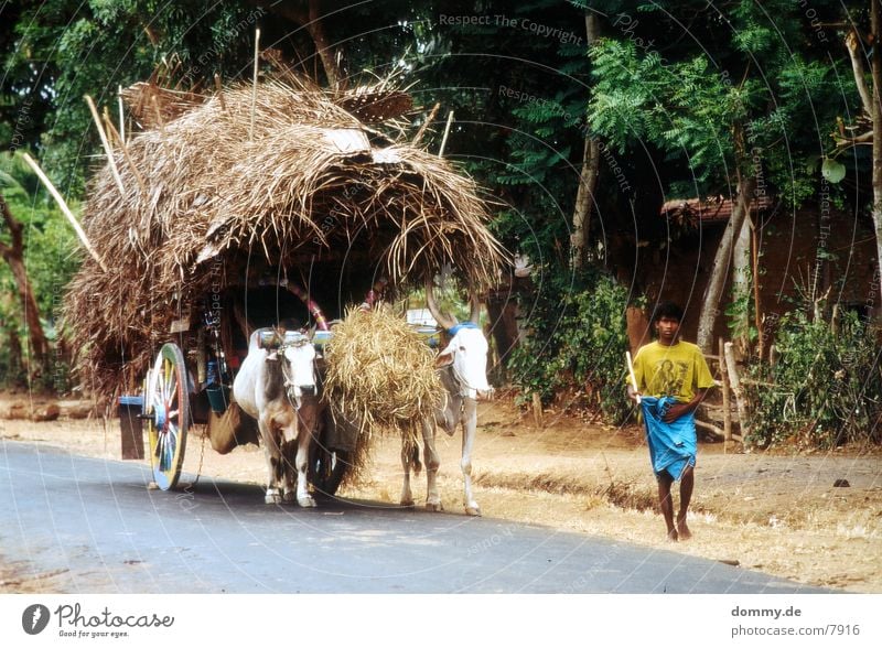 SriLankaBoy Cattle Animal Man lanka kaz