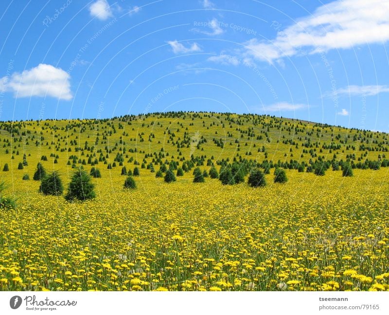 Yellow meadow Meadow Hill Flower Tree USA Americas Oregon Sky Clouds Spring Blue State Park Silver Falls Flower meadow Carpet of flowers Untouched
