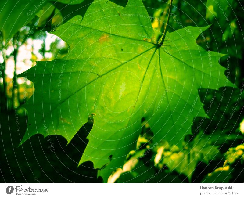 Green in Green Colour photo Close-up Macro (Extreme close-up) Deserted Day Sunlight Back-light Central perspective Beautiful Nature Plant Autumn