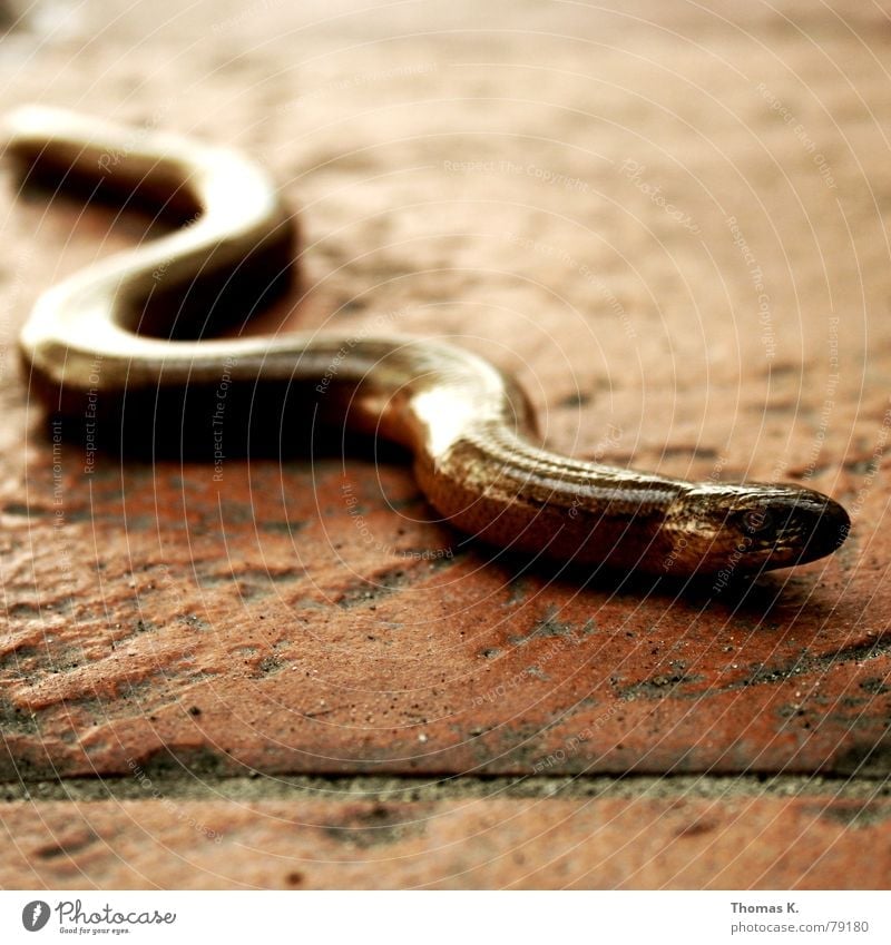 Sneaking blind (or: what are you doing on my terrace ?) Saurians Slow worm Reptiles Seam Curved Disgust Animal Tile Floor covering Meandering Wiggly line Whorl