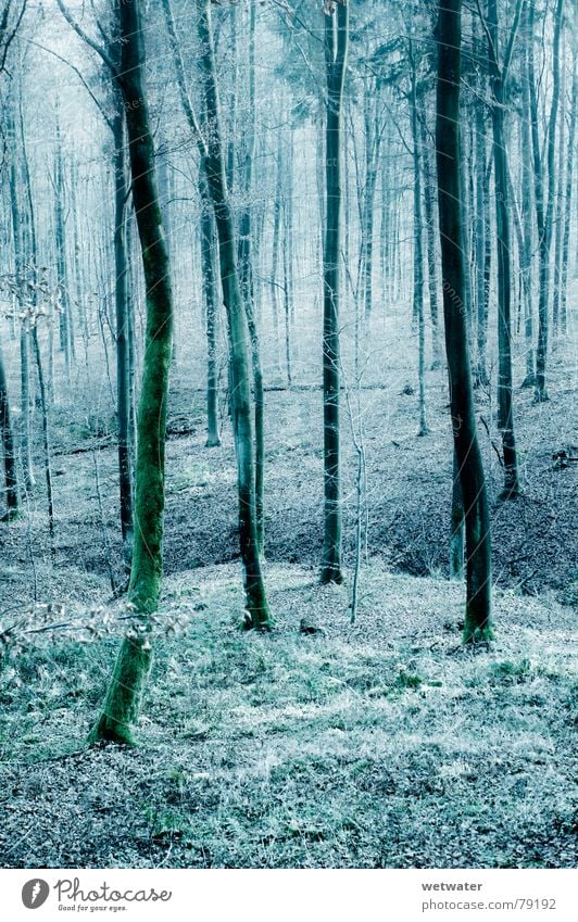 cold forest Forest Wood Tree Cold Winter Leaf Germany Wood flour left over Blue Nature