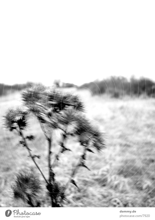 Still Flower Black & white photo Landscape kaz