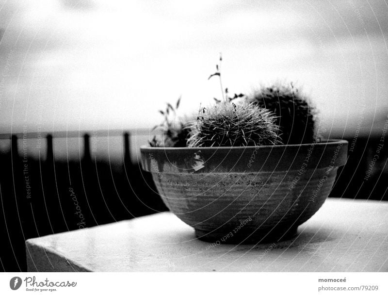 the shell cactus Lake Cactus Flowerpot Table Tenerife Dark Rule Ocean Houseplant Clouds Sky Vacation & Travel Exterior shot Thorny Art Arts and crafts  Bowl