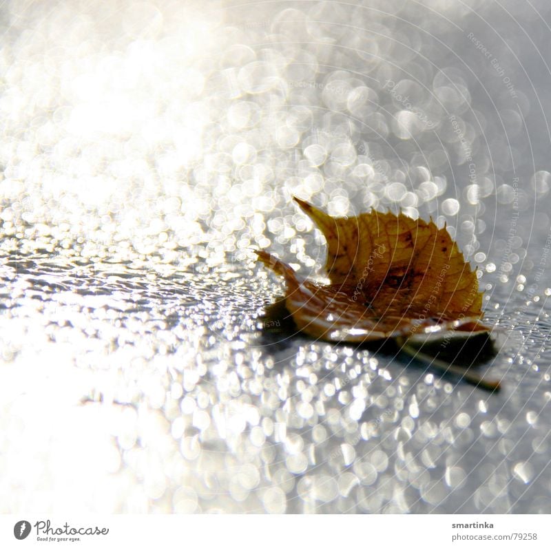 Glamorous Death Freeze to death Autumn Leaf Damp Decline Drops of water Grief Light Loneliness Yellow Derelict Distress End Rope Reflection Sadness Glittering