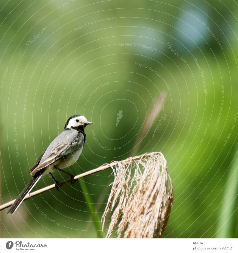 Wikipedia photography Environment Nature Plant Animal Spring Summer Grass Wild animal Bird Wagtail 1 Crouch Looking Sit Free Small Natural Cute Green Life
