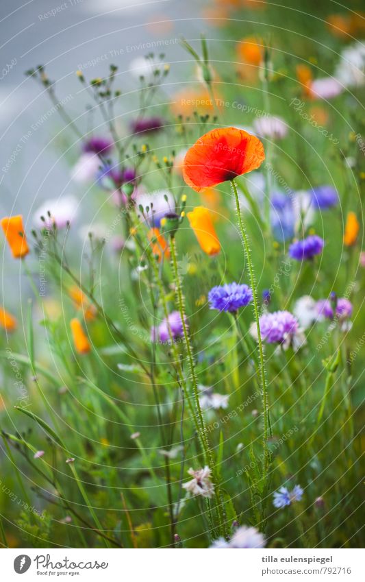flowery Plant Summer Flower Grass Blossom Meadow Natural Beautiful Wild Multicoloured Nature Poppy Poppy blossom Blur Natural growth Colour photo Exterior shot