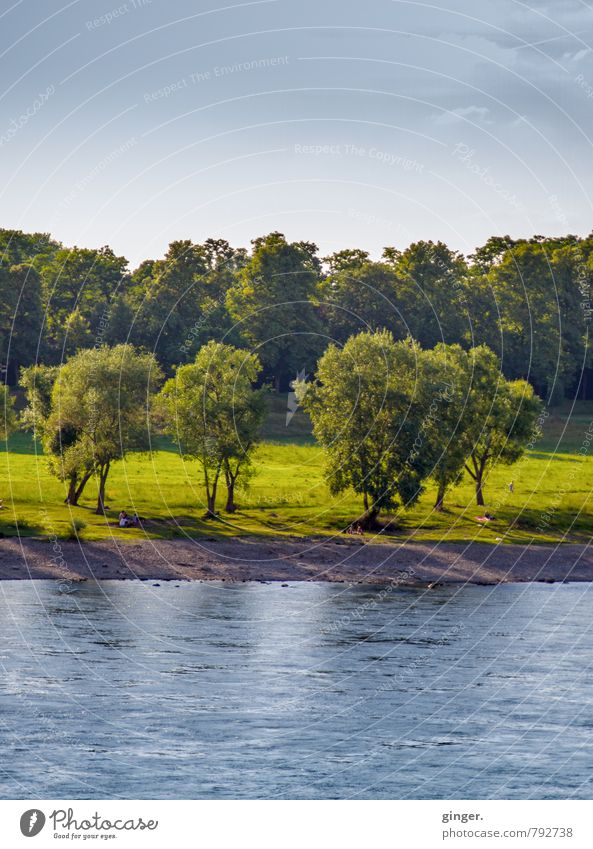 *600* | Trees on the banks of the Rhine Environment Nature Landscape Plant Earth Sand Water Sky Summer Climate Weather Beautiful weather Grass Blue Brown Green