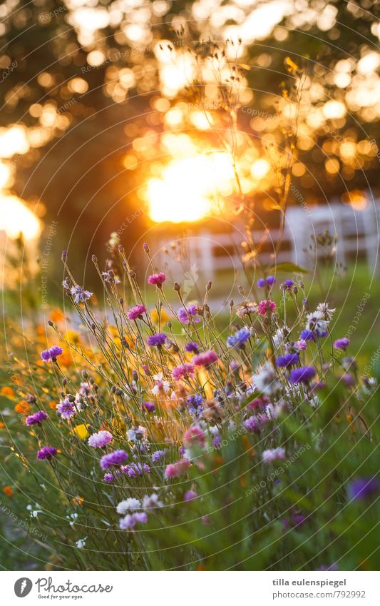 Martragny Nature Plant Sunrise Sunset Sunlight Flower Blossom Natural Beautiful Warmth Multicoloured Loneliness Relaxation Colour Kitsch Stagnating Moody