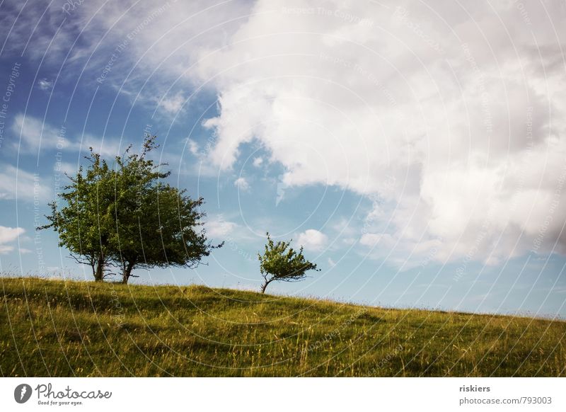 two trees and the little one Environment Nature Landscape Plant Sky Clouds Sunlight Summer Beautiful weather Wind Tree Meadow Hill Free Fresh Natural Positive