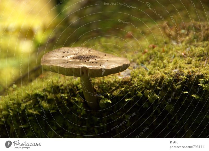 magic Environment Nature Plant Earth Summer Idyll Forest Woodground Mushroom Tree trunk Moss Green Depth of field Colour photo Exterior shot Deserted