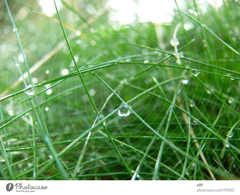 bionic Bionic Green Macro (Extreme close-up) Close-up Technology Drops of water Nature Plant grass