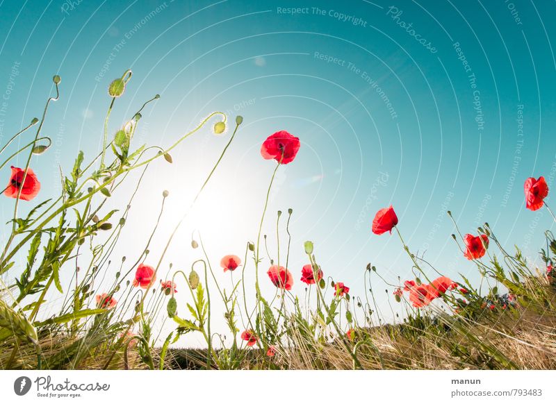 poppies in the field Nature Landscape Plant Cloudless sky Sun Spring Summer Beautiful weather Flower Bushes Agricultural crop Wild plant Poppy blossom
