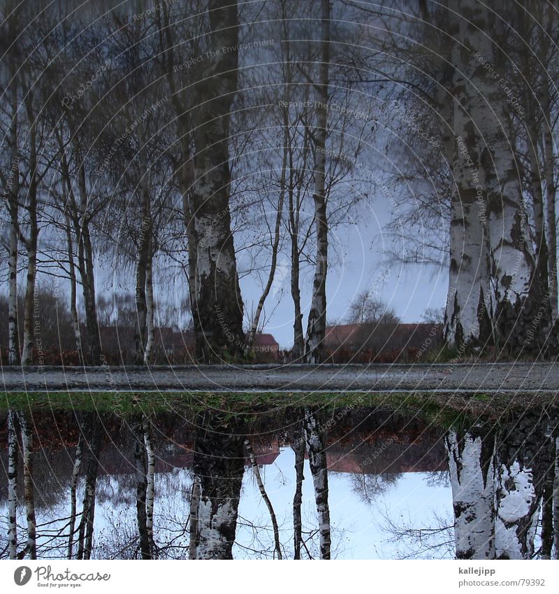 Sky over Berlin Birch tree Birch wood Puddle Reflection Leaf Wood flour Panorama (View) autumn forest autm Water kallejipp Large