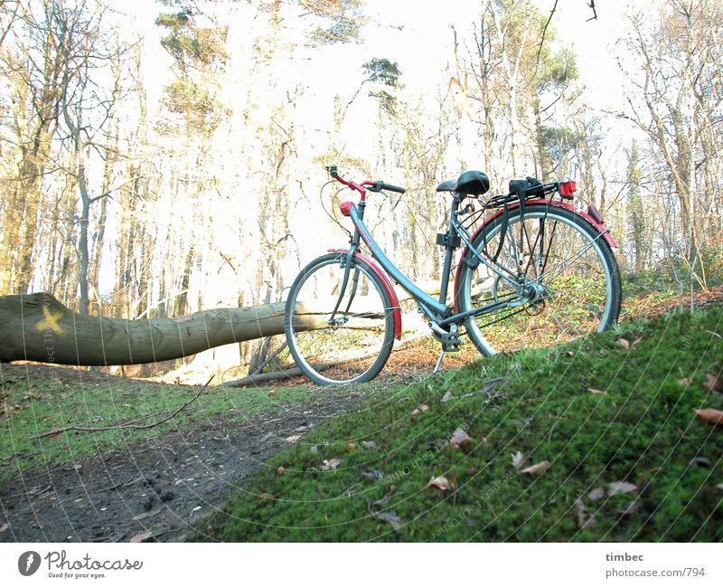 Where the hell is he? Bicycle Forest Tree trunk Green Meadow Driving Mobility In transit Bushes Leaf Wood Overexposure Dark Wait Seating Bicycle handlebars