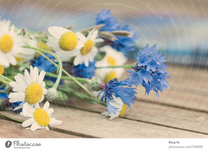 daisy Summer Flower Blossoming Lie Natural Blue White Joie de vivre (Vitality) Cornflower Camomile blossom Wooden table Meadow flower Colour photo Deserted