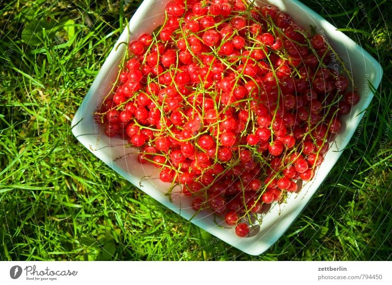 currants Garden Garden plot Garden allotments Summer Growth Redcurrant Berries Harvest Bowl Containers and vessels Vitamin Healthy Eating Dish Food photograph