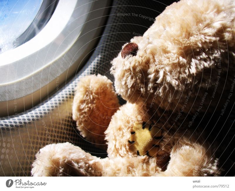Watch the sky Teddy bear Airplane Wanderlust Dream Loneliness Hope Vacation & Travel Events Longing Joy air escort wander far and wide go up in the air Sun