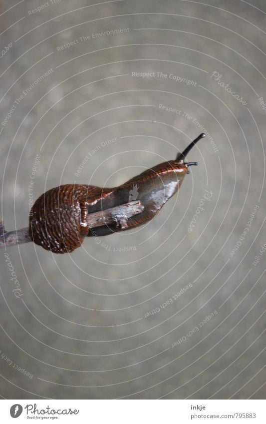 balance beam Wild animal Snail Slug 1 Animal To hold on Long Naked Wet Athletic Brown Gray Emotions Power Willpower Brave Determination Flexible Endurance