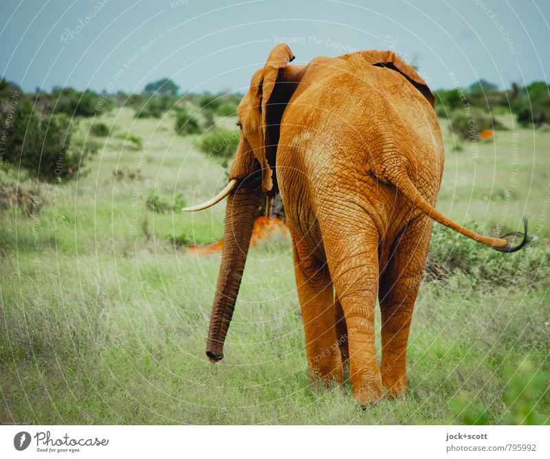 Huge elephant with long trunk standing on green meadow · Free Stock Photo