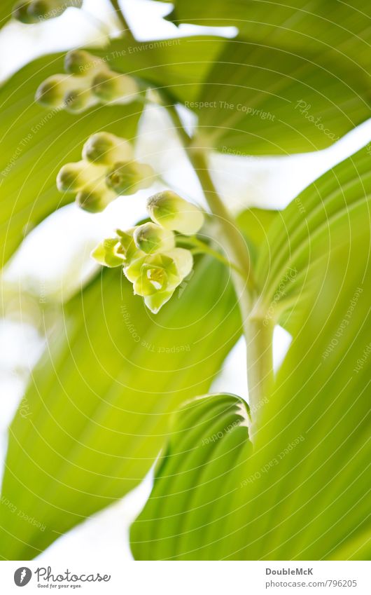 Chinese Lily of the Valley Nature Plant Flower Blossom Foliage plant Lily of the valley Blossoming Fresh Natural Green White Contentment Serene Relaxation Life