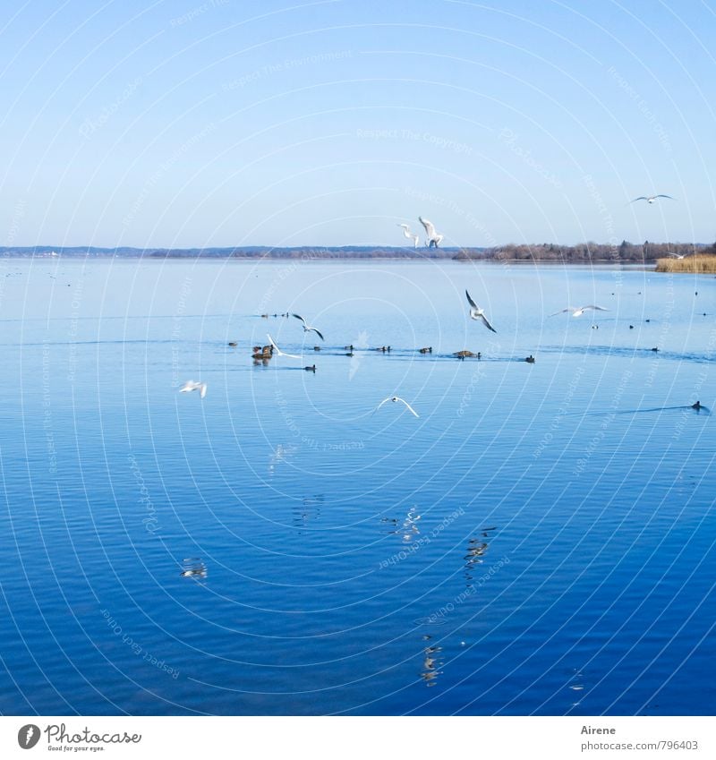 air traffic Vacation & Travel Landscape Water Sky Cloudless sky Beautiful weather Lakeside Lake Chiemsee Bavaria Upper Bavaria Chiemgau Animal Bird Coot Seagull