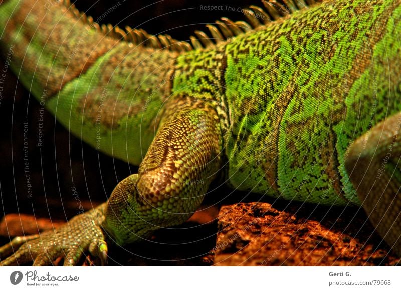 my skin, my extremities, my buttocks. Whip Iguana Reptiles Dinosaur Green Iguana Tails Saurians Multicoloured Brown Defensive Calm Wrinkles Claw Leaf green